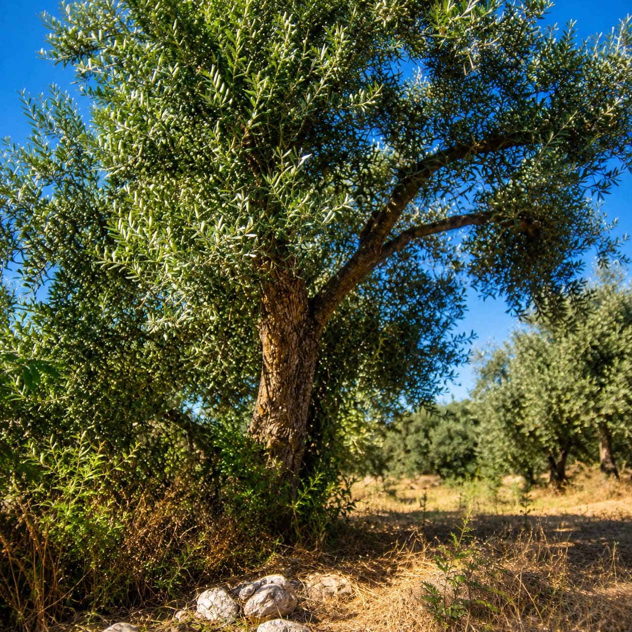An old olive tree standing in the estate groves